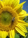 The Bee is sitting on the sunflower. Protect of natural environment Royalty Free Stock Photo