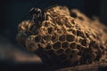 a bee sitting on top of a piece of honeycomb