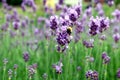 Bee sitting on the violet lavender flowers Royalty Free Stock Photo