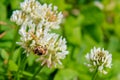 bee sitting on white clover flower in wild flower area in summer garden Royalty Free Stock Photo