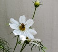 A Bee sitting on a white Cosmea flower Royalty Free Stock Photo