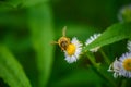 bee sitting on white daisies, chamomile field, collects honey Royalty Free Stock Photo