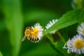 bee sitting on white daisies, chamomile field, collects honey Royalty Free Stock Photo