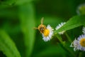 bee sitting on white daisies, chamomile field, collects honey Royalty Free Stock Photo