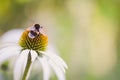 Bee sitting on white echinacea flower Royalty Free Stock Photo