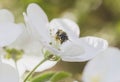 Bee sitting on a white flower of blossoming tree Royalty Free Stock Photo