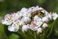 Bee sitting on a white flower of blossoming tree Royalty Free Stock Photo