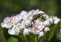 Bee sitting on a white flower of blossoming tree Royalty Free Stock Photo