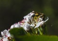 Bee sitting on a white flower of blossoming tree Royalty Free Stock Photo