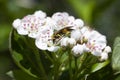 Bee sitting on a white flower of blossoming tree Royalty Free Stock Photo