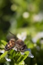 A bee sitting on a white flower Royalty Free Stock Photo