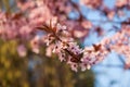 Bee sitting on a white flowering tree Royalty Free Stock Photo