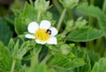 A bee sitting on yellow core surrounded by white petals.