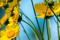 Bee sitting on a yellow flower against a blue sky Royalty Free Stock Photo