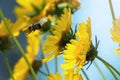 Bee sitting on a yellow flower against a blue sky Royalty Free Stock Photo