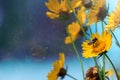 Bee sitting on a yellow flower against a blue sky Royalty Free Stock Photo