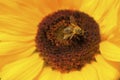 Bee sitting on yellow flower. Honey bee collects pollen on flower. Royalty Free Stock Photo