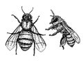 Bee sketch set. Honey bee vintage vector drawing. Hand drawn isolated insect sketch. Royalty Free Stock Photo