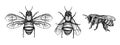 Bee sketch set. Honey bee vintage vector drawing. Hand drawn isolated insect sketch. Engraving style illustrations.