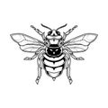 Bee Skull Line Art Illustration