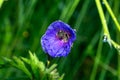 Bee sleeping hidden in the purple flower in nature. Royalty Free Stock Photo