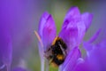 Bee slepping in a winter crocus. Royalty Free Stock Photo