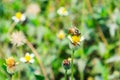 Bee small holding flower yellow small Royalty Free Stock Photo