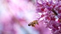 Bee on small pink flowers Paulownia close-up