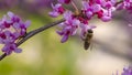 Bee on small pink flowers Paulownia close-up