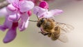 Bee on small pink flowers Paulownia close-up