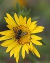 A bee on a small yellow daisy growing in the forest. Royalty Free Stock Photo