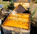 Bee smoker, a beekeeping basic equipment Royalty Free Stock Photo