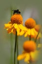 Bee on a sneezeweed flower Royalty Free Stock Photo
