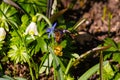 Bee on snowdrops, springtime