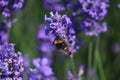 Bee on a soft lavender flowers against a lush green backdrop