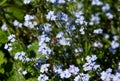 A bee on some forget me nots Royalty Free Stock Photo