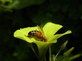 Bee on Sour Grass Plant Royalty Free Stock Photo