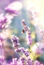 Bee on Spanish lavender on a Sunny day. Decorative summer plant background Royalty Free Stock Photo