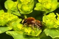 Bee species Eucera longicornis comon name solitary miner bee