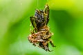 Bee and spider macro in green nature Royalty Free Stock Photo