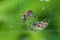 Bee and Spider Web. Macro, Shallow Depth of Field.