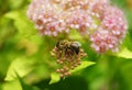 Bee on Spiraea