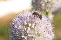 Bee on spring blooming on pink onion flower closeup photo. Honey bee is eating Royalty Free Stock Photo