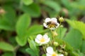 Bee on spring blooming strawberries. bee collects pollen strawberry flowers blooms in bed on organic farm Royalty Free Stock Photo