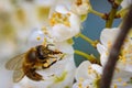 Bee on a spring flower collecting pollen