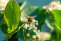 Bee on a spring flower collects pollen and nectar. Royalty Free Stock Photo