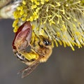 Bee in the spring garden taking a honey dew from the willow. Macro image Royalty Free Stock Photo