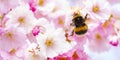 Bee in a spring pink flowers Royalty Free Stock Photo