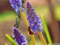 Bee in Spring Royalty Free Stock Photo