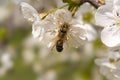 Bee on spring tree flowers Royalty Free Stock Photo